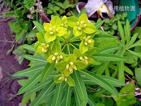 五虎下山草藥|藥用植物主題館